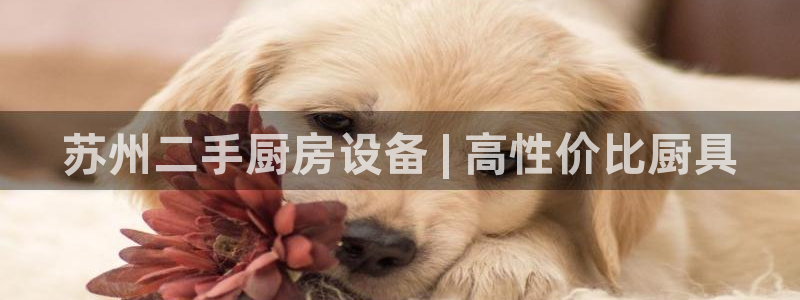 下载凯时AG旗舰厅首页：苏州二手厨房设备 | 高性价比厨具