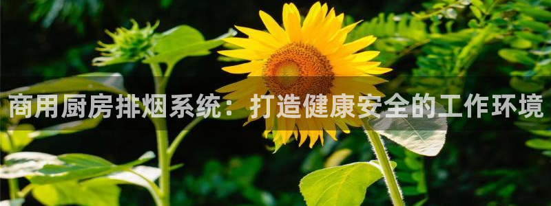 尊龙网站手机下载：商用厨房排烟系统：打造健康安全的工作环境